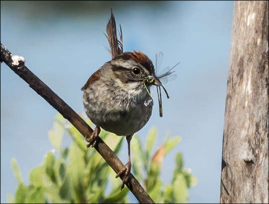 Birds of the Adirondacks:  Swamp Sparrow on Heron Marsh (22 July 2013)