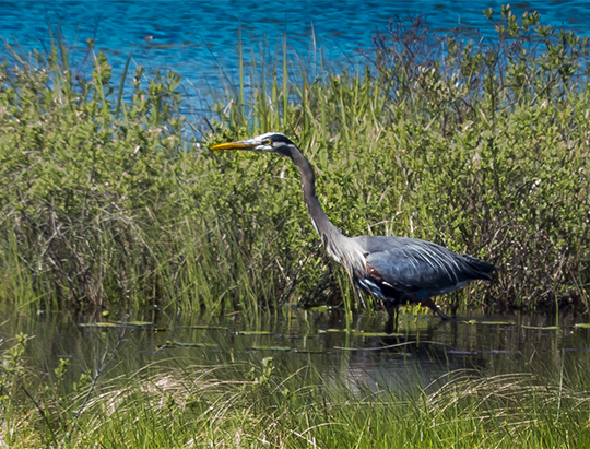 Birds of the Adirondacks:  Great Blue Heron on Heron Marsh (27 May 2013)