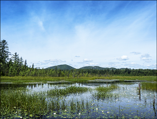 Adirondack Wetlands: Heron Marsh from the second overlook (12 July 2013)
