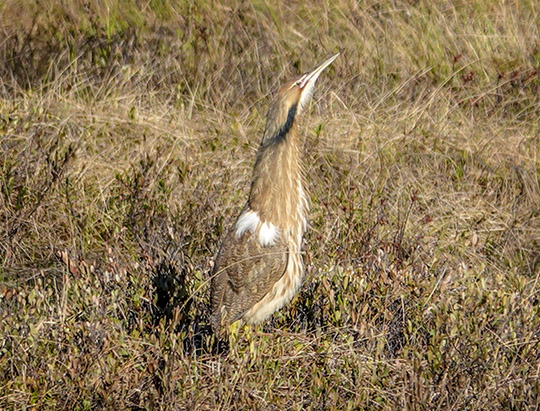 Birds of the Adirondacks:  American Bittern on Heron Marsh (8 May 2019)