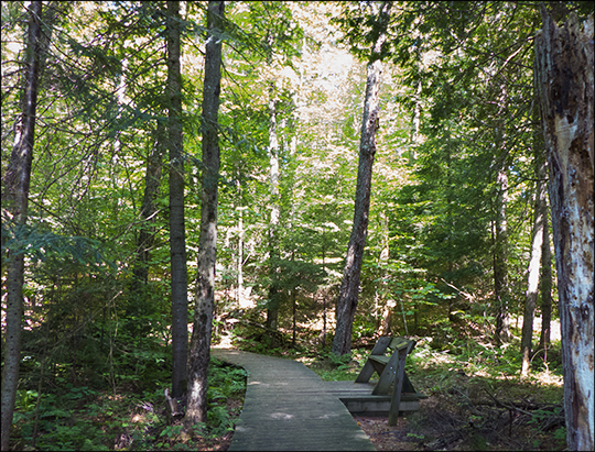 Adirondack Habitats: Mixed forest on the Jenkins Mountain Trail (12 August 2013)