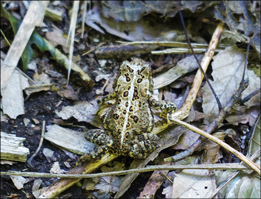 American Toad on the Jenkins Mountain Trail (12 August 2013)