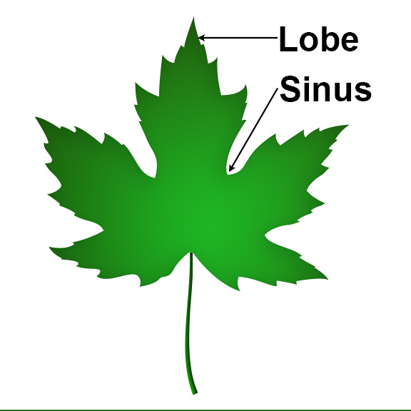 Lobed Leaf