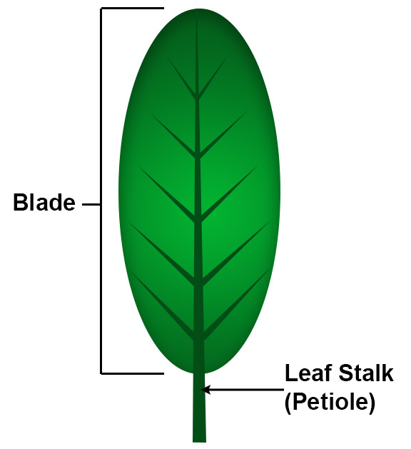 Petiole (Leaf Stalk)