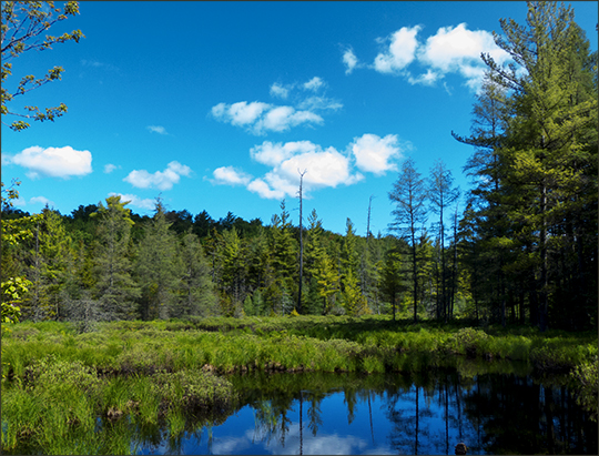 Adirondack Wetlands: Marsh near Barnum Brook on the Logger's Loop Trail (15 June 2013)