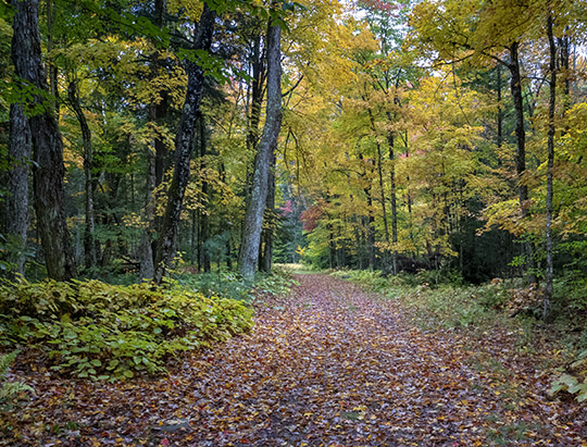 Adirondack Habitats: Deciduous forest along Logger's Loop (7 October 2018)