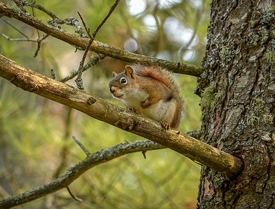 Adirondack Mammals: Red Squirrel on Logger's Loop (31 May 2019)