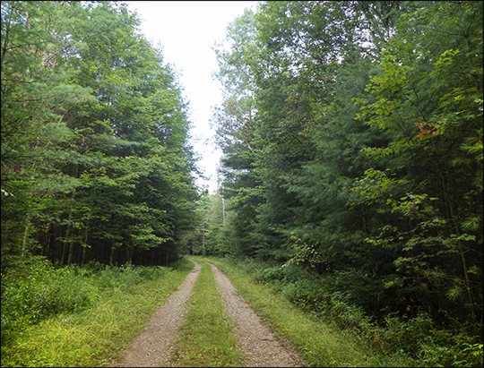 Adirondack Habitats: Deciduous forest on the south side of Logger's Loop (23 August 2013)