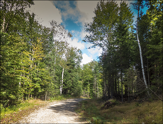 Adirondack Habitats: Mixed forest on the Logger's Loop Trail (23 August 2013))