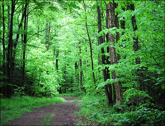 Adirondack Habitats: Deciduous trees along the north side of Logger's Loop (23 May 2012)