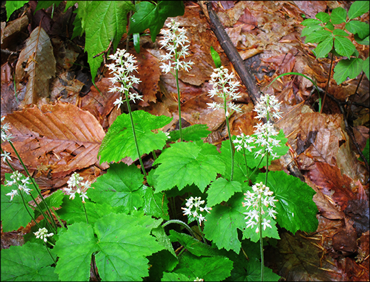Adirondack Wildflowers:  Foamflower along the Logger's Loop Trail (23 May 2012)