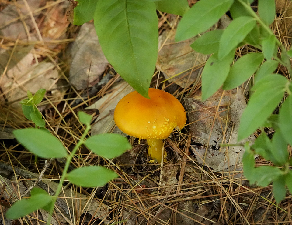 Mushroom identification guide northeast