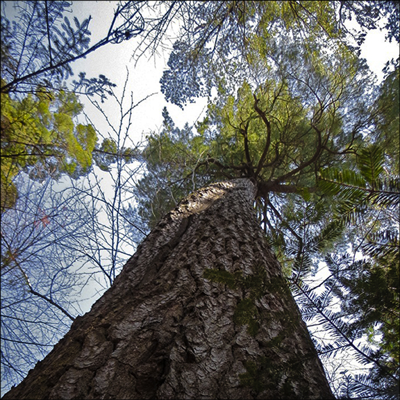 Trees of the Adirondacks:  Eastern White Pine in the Elders Grove.  Photo by Sandra Hildreth.  Used by permission.