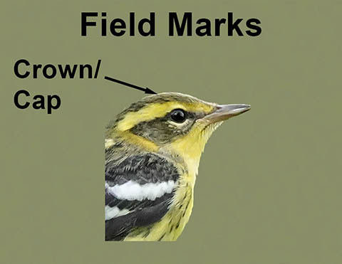 Ornithology Field Marks: Crown/Cap