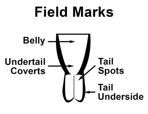 Ornithology Field Marks: Tail Spots
