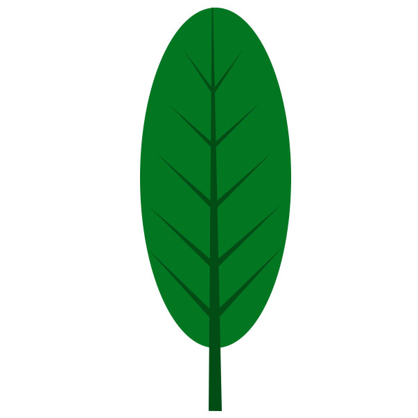 Pinnate Leaf Venation