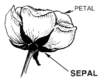 Diagram of flower petal and sepal