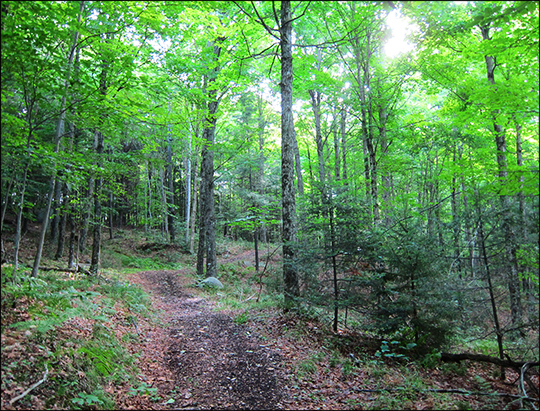 Adirondack Habitats: Mixed forest on the Silvi Trail (25 July 2012)