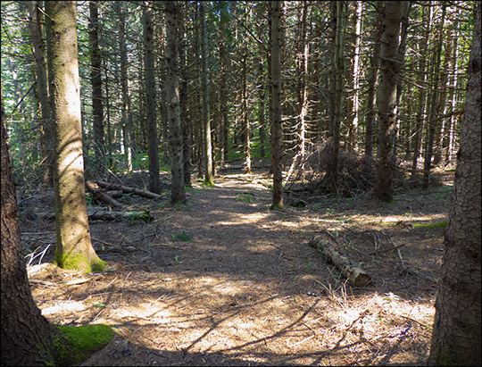 Adirondack Habitats: Pine forest on the Silvi Trail (19 August 2013)