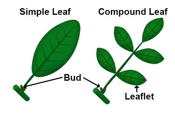  proste i złożone liście
