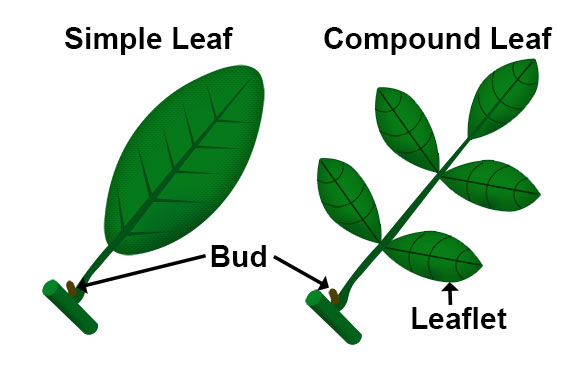 Simple Leaf And Compound Leaf Diagram