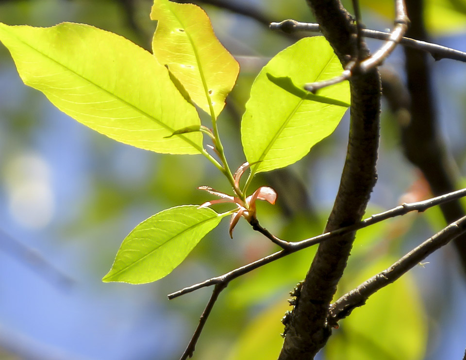 Trees Of The Adirondacks Black Cherry Prunus Serotina