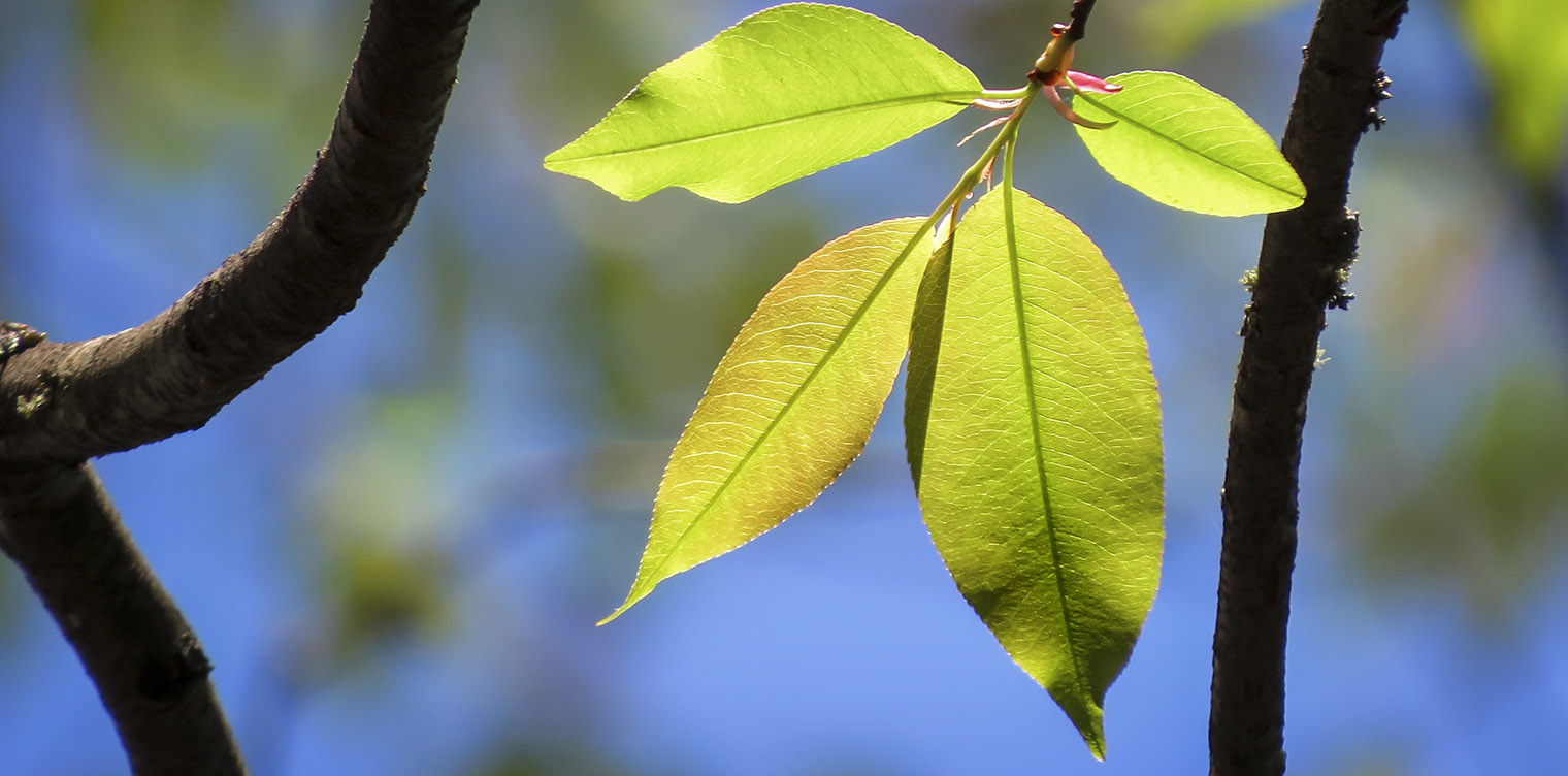 black cherry leaf fall