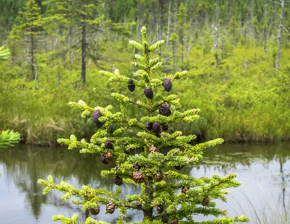black spruce tree freshwater