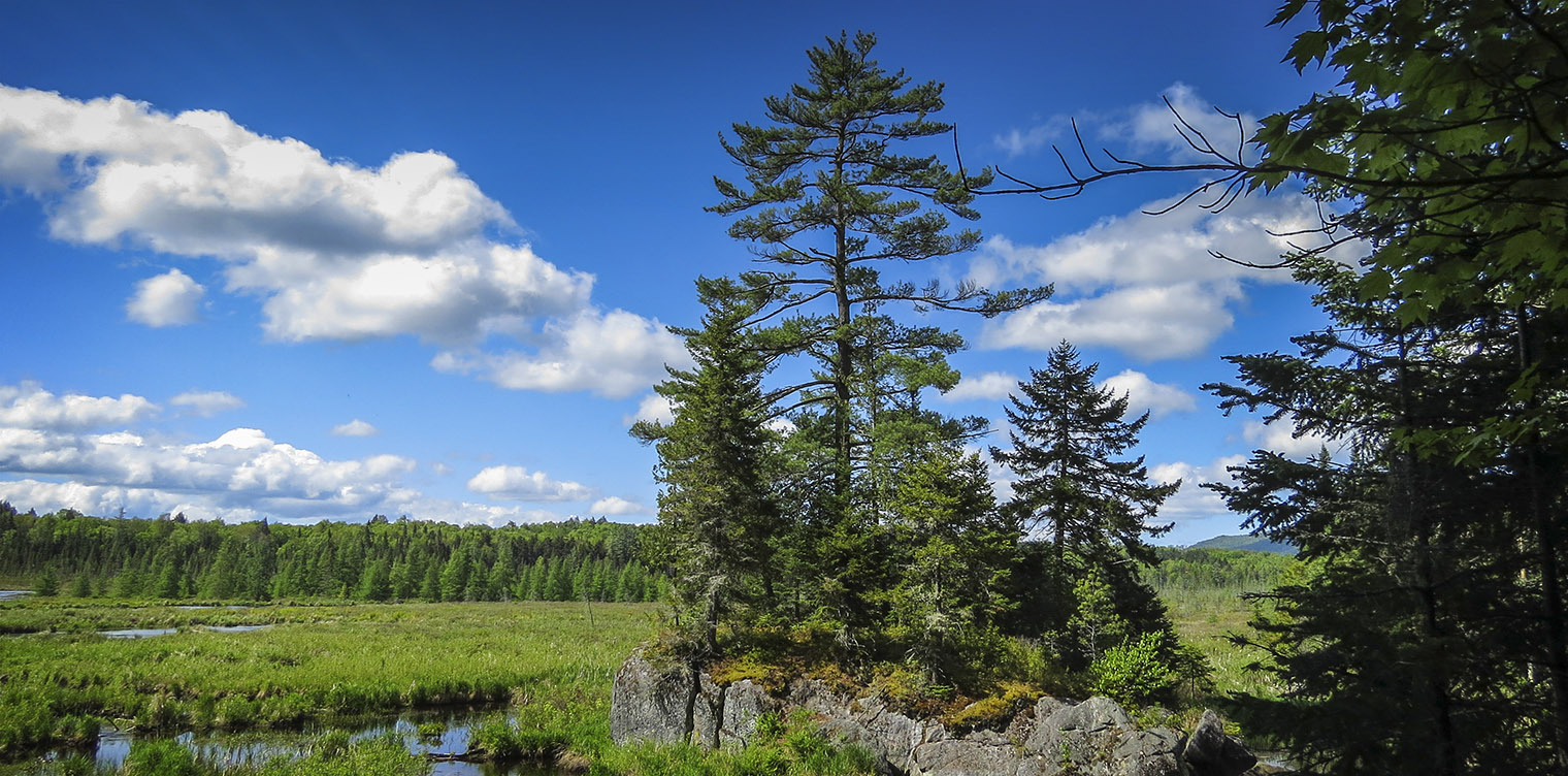 Trees of the Adirondacks: Eastern White Pine on the Barnum Brook Trail (31 May 2014)