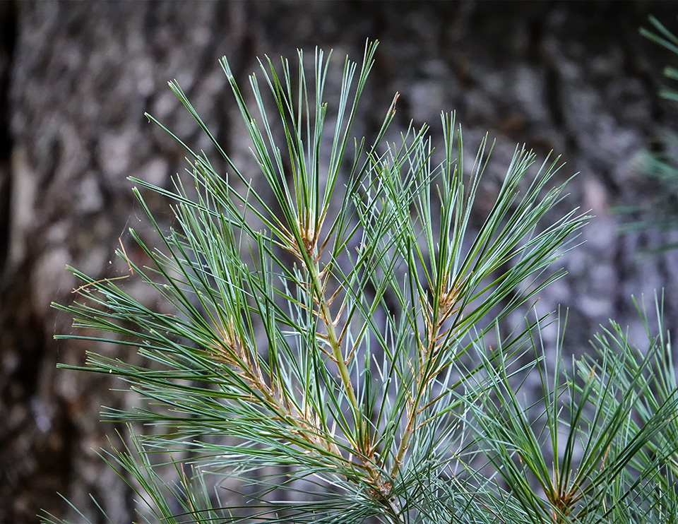 Eastern White Pine Problems