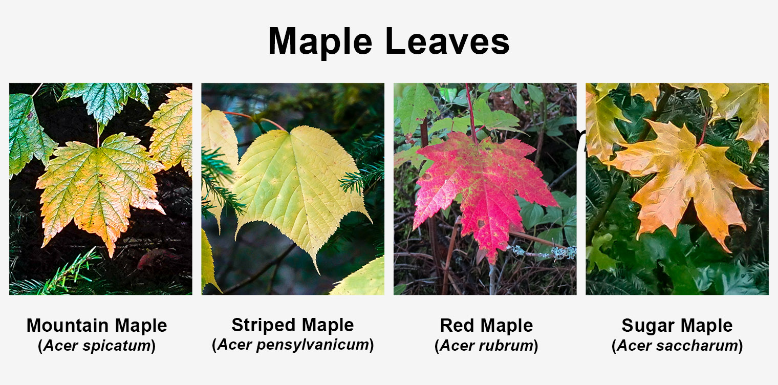 Types Of Maple Tree Leaves