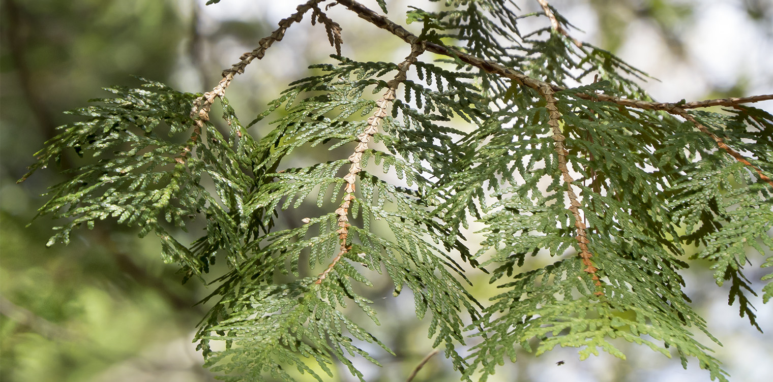 northern white cedar | thuja occidentalis
