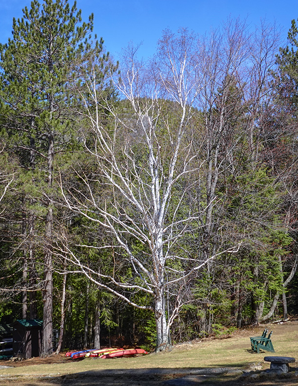 paper birch tree