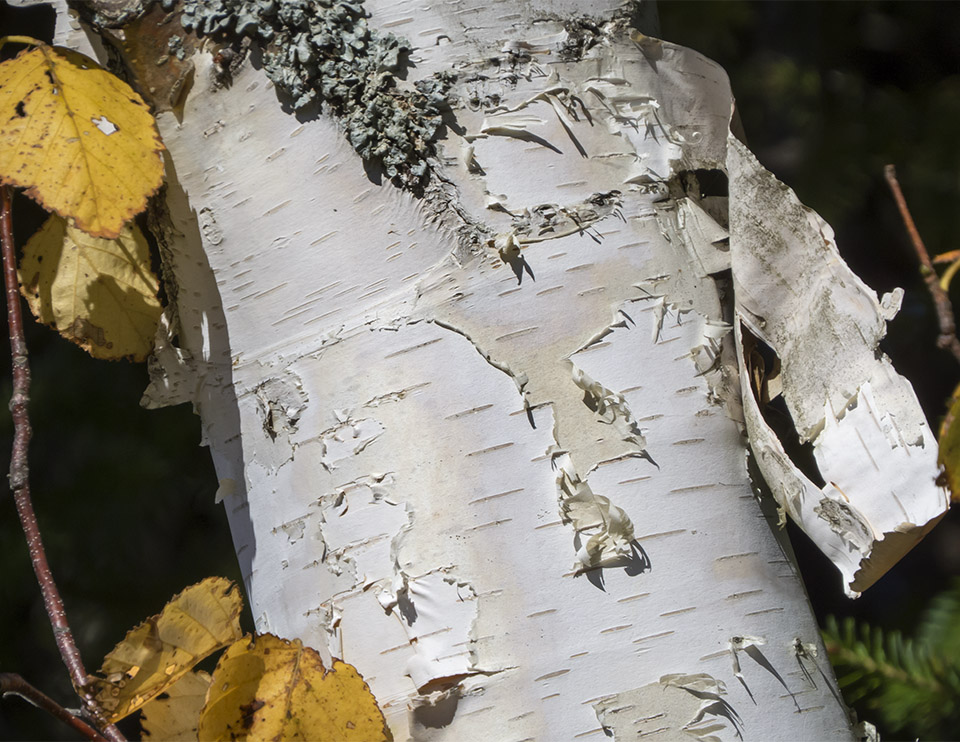 Adirondack Trees:  Paper Birch (Betula papyrifera) on the Old Orchard Loop at Heaven Hill (23 September 2015)