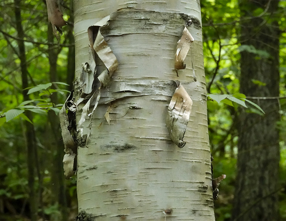 black birch tree identification