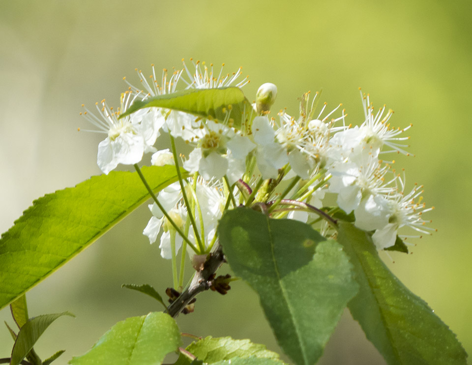 Adirondack Trees: Pin Cherry (Prunus pensylvanica) in bloom near the Barnum Brook Trail gazebo at the Paul Smiths VIC (17 May 2015)