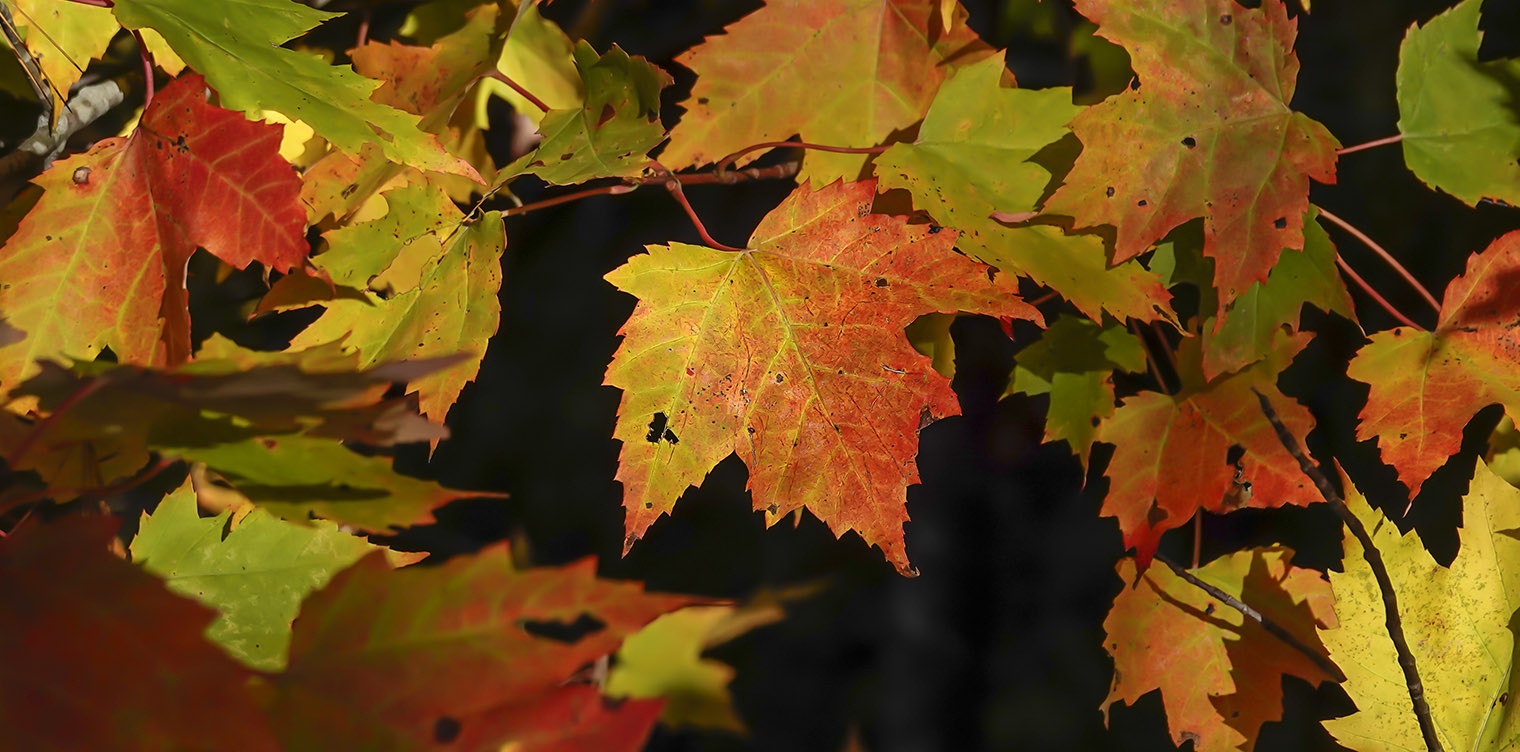 Adirondack Trees Red Maple Acer Rubrum
