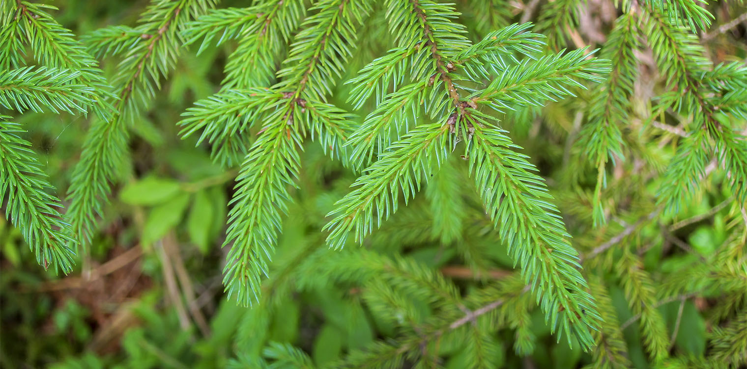 Details about  / Seed Picea Rubens Spruce Red Green Picea Épinette Rouge Seeds Conifer Evergreen