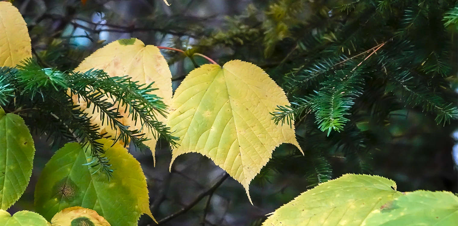 Trees of the Adirondacks: Striped Maple (Acer pensylvanicum) on the Heart Lake Trail (30 September 2018).