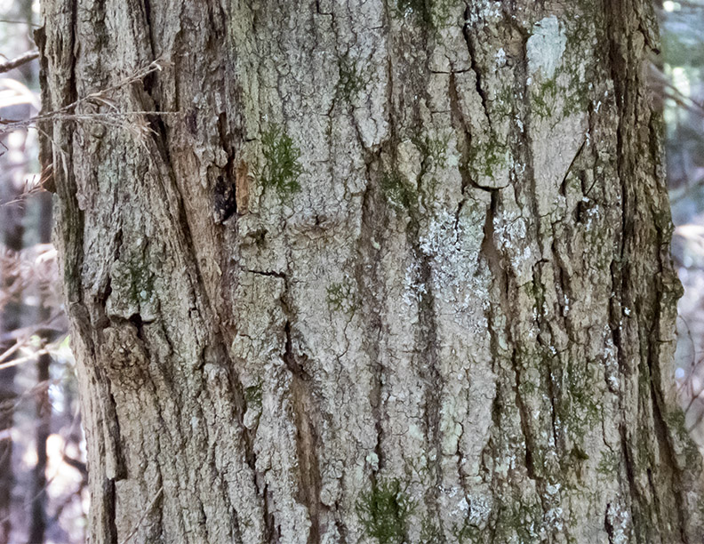 sugar maple bark identification