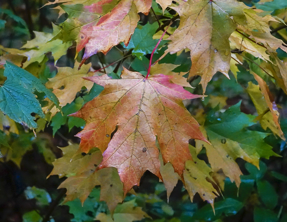Trees of the Adirondacks: Sugar Maple
