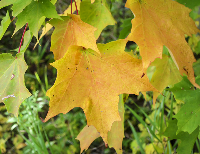 ACER saccharum *Special* Canadian Sugar Maple, Fresh Seeds From Canada
