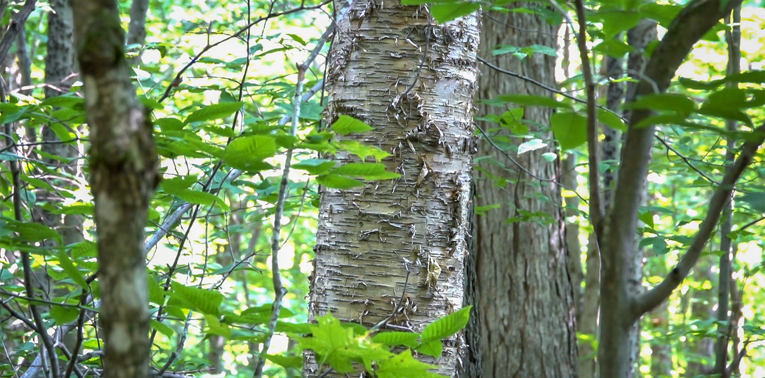 Stromy v Adirondacks: Žlutá Bříza (Betula alleghaniensis) na Srdce Lake Trail (15. srpna 2018). 