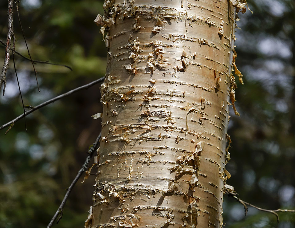 Adirondack-Bäume: Gelbe Birke (Betula alleghaniensis) auf dem Rundweg bei Henry's Woods (5. Mai 2019). 