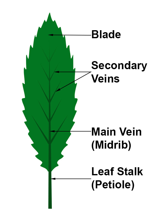 Veins of a leaf