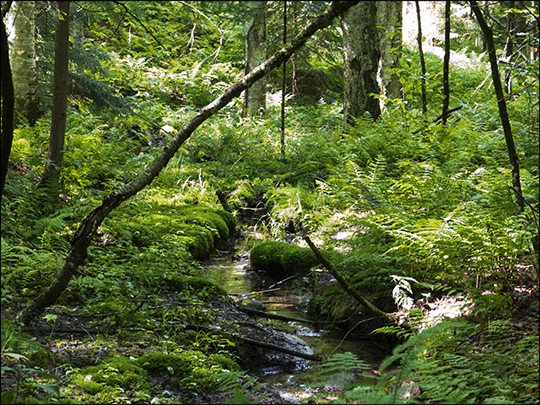 Adirondack Habitats:  Brook along the Woods and Waters Trail