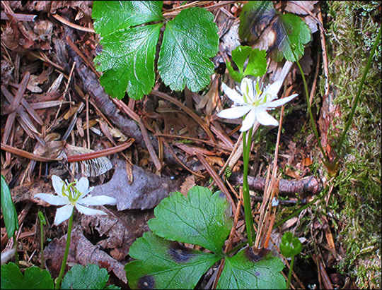 Adirondack Wildflowers:  Goldthread on the Woods and Waters Trail (19 May 2012)